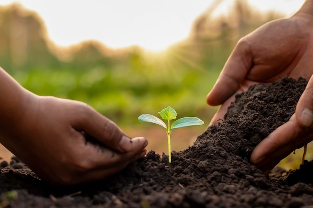 Árvores nas mãos de humanos ajudam a plantar árvores no solo O conceito de reflorestamento e proteção ambiental