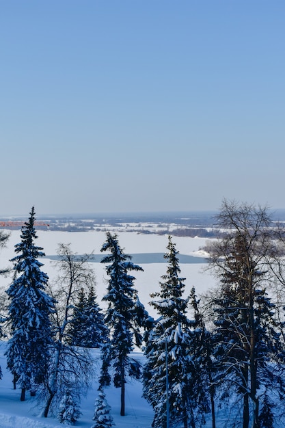 Árvores nas margens do Volga no inverno