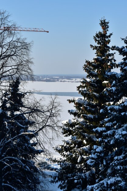 Árvores nas margens do Volga no inverno