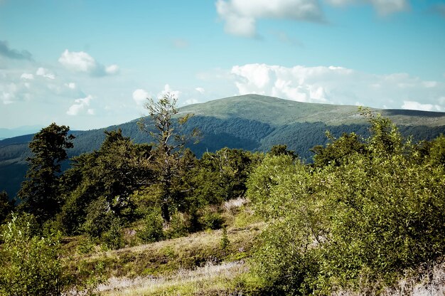 Árvores nas montanhas