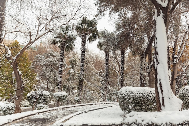 Árvores nas paisagens de inverno de neve