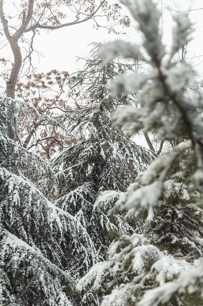 Árvores nas paisagens de inverno de neve