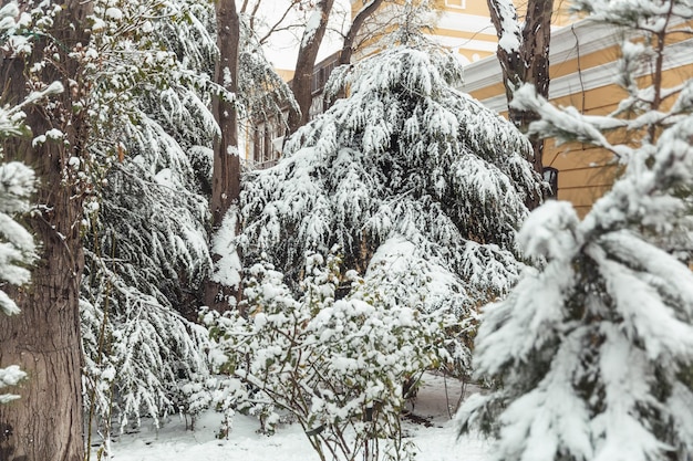 Árvores nas paisagens de inverno de neve