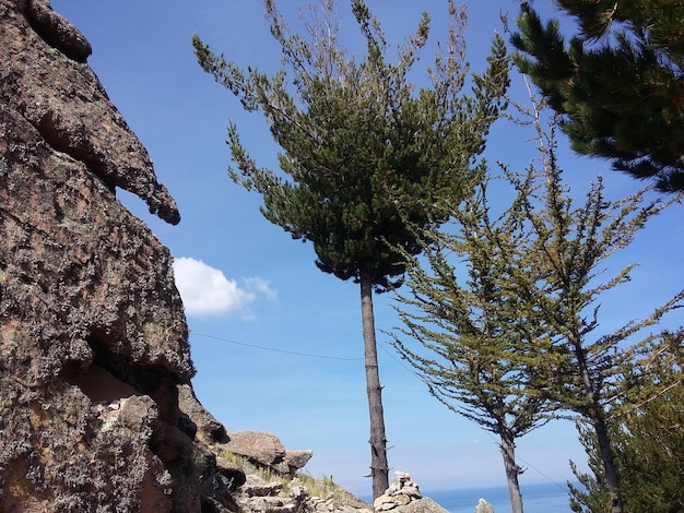 Árvores nas rochas na costa Lago Titicaca Copacabana Bolívia