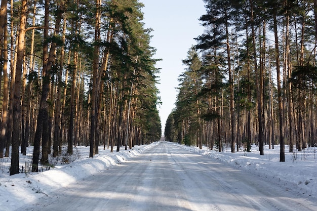 Árvores negras sobre um fundo de neve branca em um dia de neve vista de estrada de inverno NEVE Foto de alta qualidade