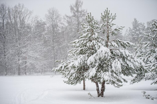 Árvores nevadas e flocos de neve conceito de Natal paisagem de inverno