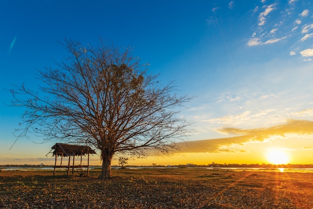 Árvores no amanhecer negro