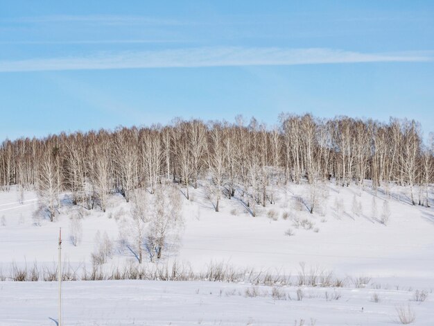 Árvores no campo coberto de neve contra o céu