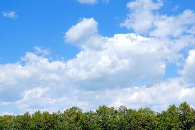 Árvores no campo contra o céu azul com nuvens