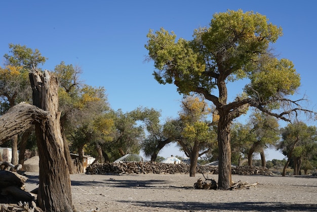 Árvores no campo contra o céu limpo