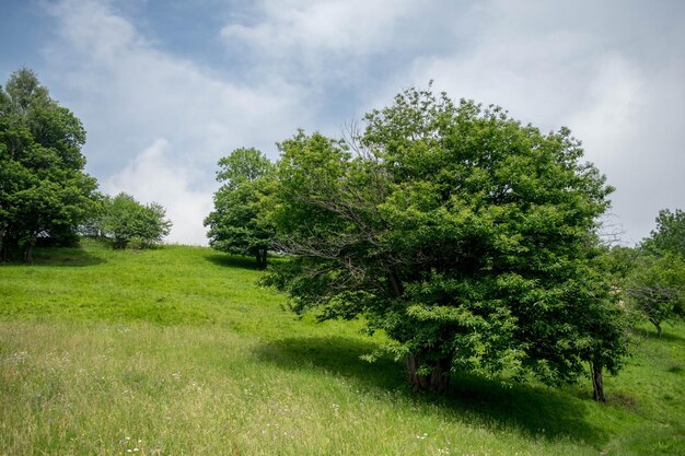 Árvores no campo contra o céu