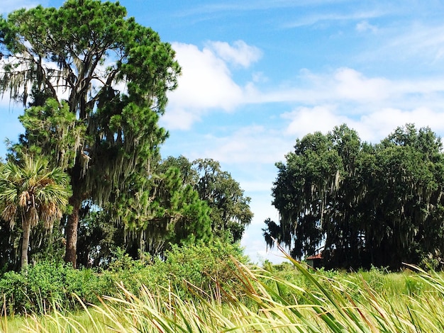 Árvores no campo contra o céu