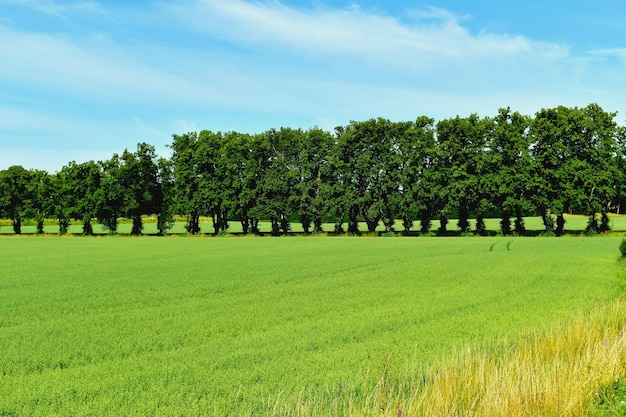 Árvores no campo contra o céu