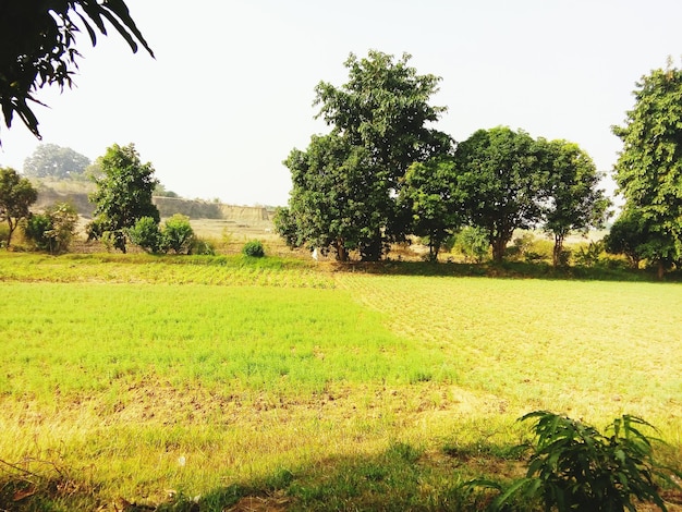 Árvores no campo gramado