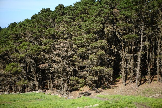 Árvores no campo na floresta