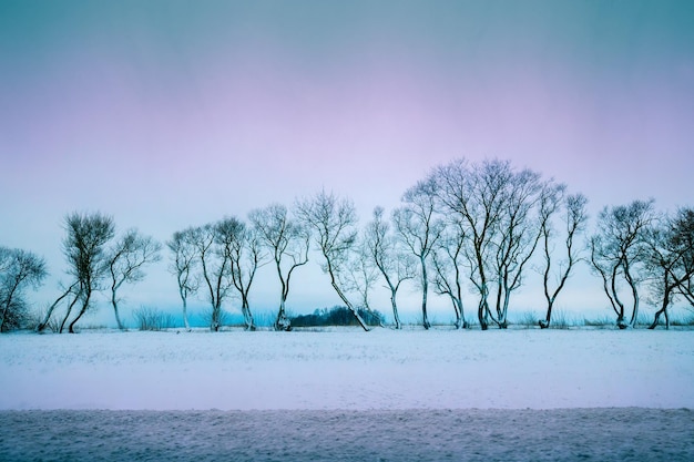 Árvores no campo nevado ao nascer do sol