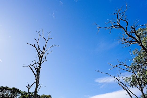 Árvores no céu