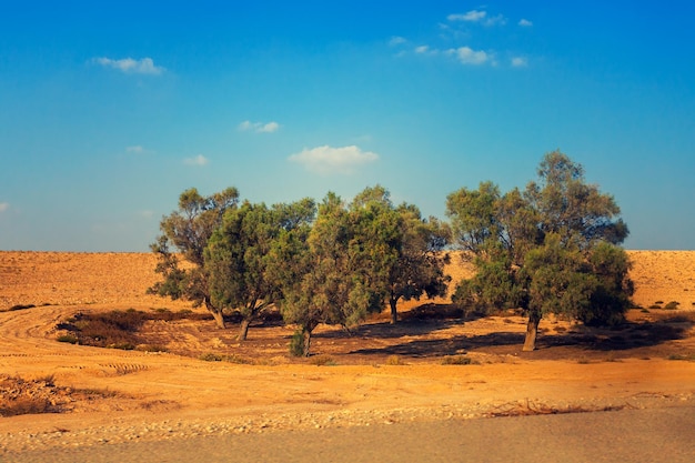 Árvores no deserto da Judéia