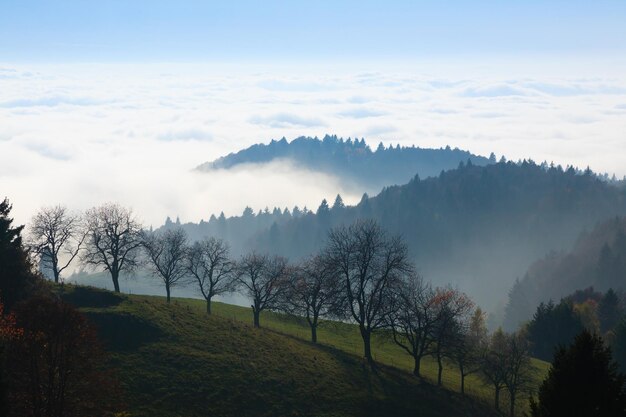 Árvores no fundo da temporada de outono. Beleza na natureza. Paisagem de outono