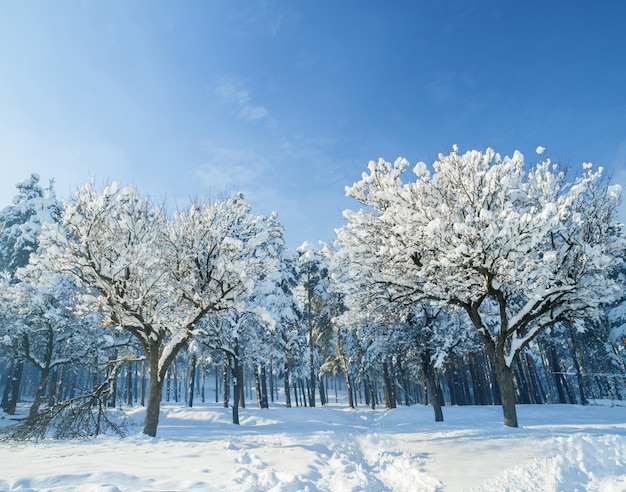 Árvores no inverno Imagem de uma paisagem de neve