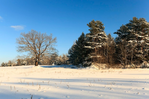 Árvores no inverno