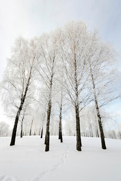 Árvores no inverno