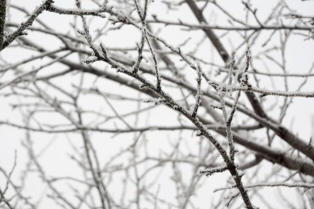 Árvores no inverno