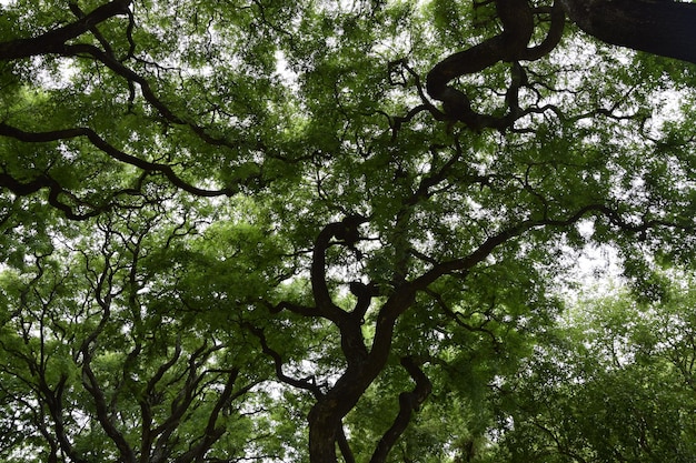 Árvores no Jardim Botânico de Buenos Aires Buenos Aires Argentina