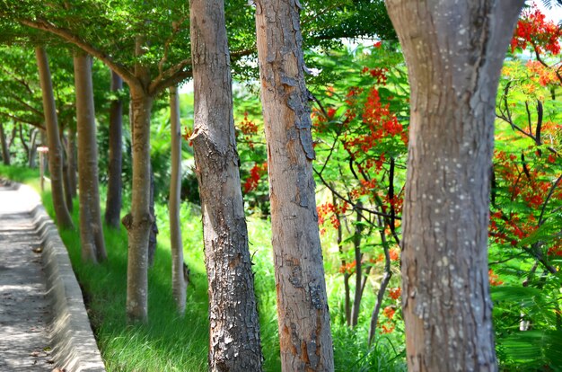 Árvores no jardim