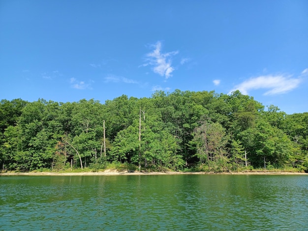 Árvores no lago