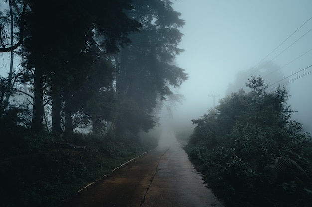 Árvores no meio do nevoeiro, floresta de paisagem selvagem com pinheiros