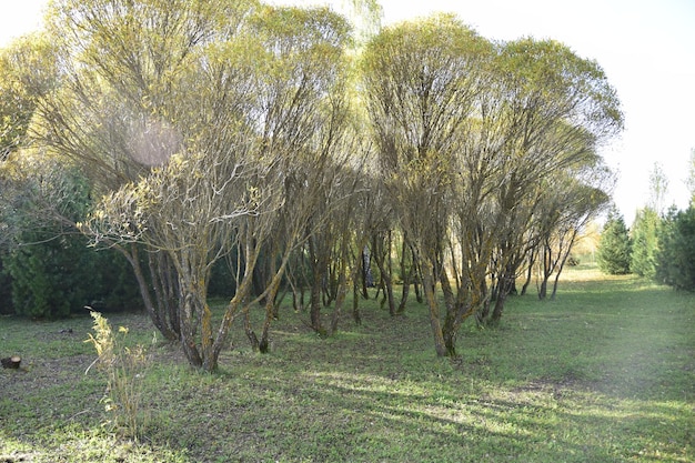 Árvores no outono arboreto Ulyanovsk Rússia