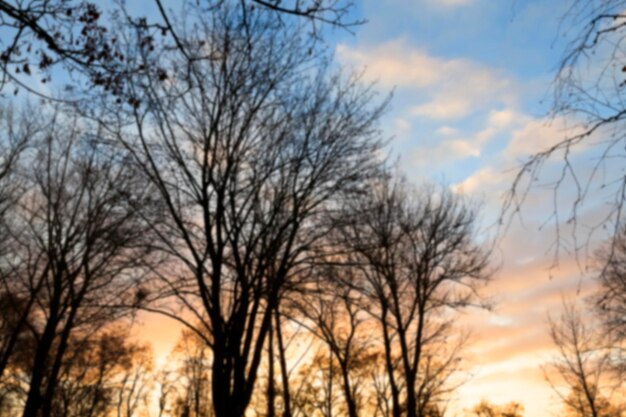 Árvores no parque ao pôr do sol