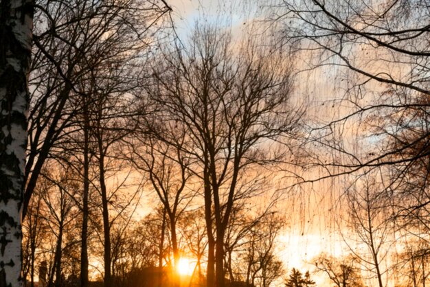 Árvores no parque ao pôr do sol