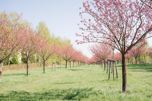 Árvores no parque contra o céu