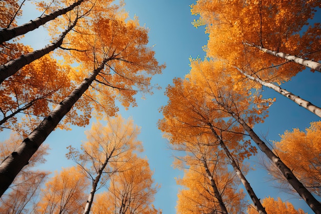 Árvores no parque de outono de baixo topos amarelos de árvores fundo céu azul IA geradora