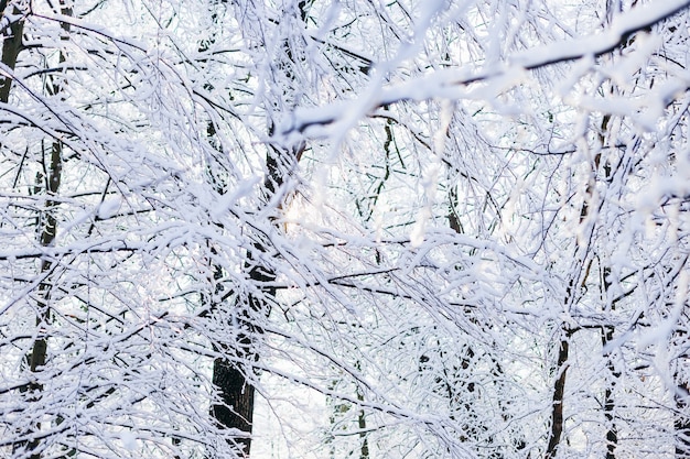 Árvores no parque, galhos cobertos de neve