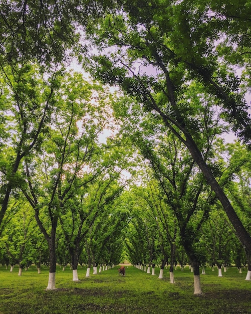 Árvores no parque