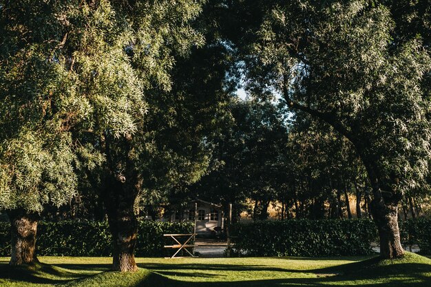 Árvores no parque