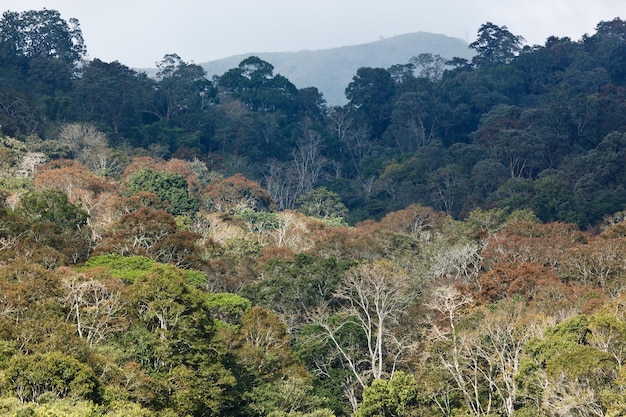 Árvores no Santuário de Vida Selvagem de Periyar