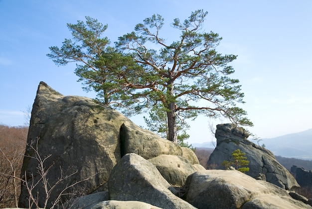 Árvores no topo das rochas no fundo do céu azul ("Skeli Dovbusha", região de Ivano-Frankovsk, Ucrânia)