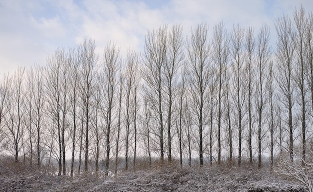 Árvores nuas altas em um campo durante o inverno em um dia nublado de inverno Grandes árvores sem folhas em pé em uma fileira cercadas por arbustos áridos secos e grama coberta de pedaços de neve em pastagens vazias na natureza