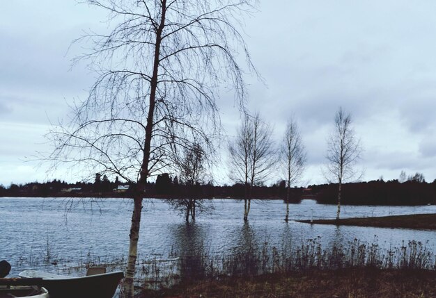 Árvores nuas ao lado de um lago calmo