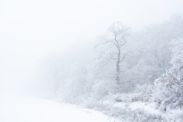 Árvores nuas congeladas cobertas de geada, cena de inverno