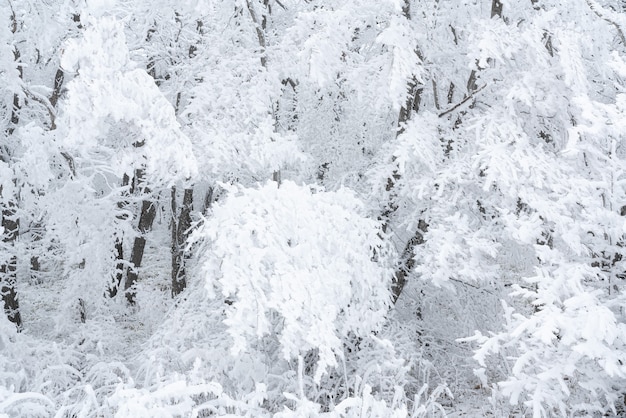 Árvores nuas congeladas cobertas de geada, cena de inverno