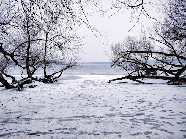 Árvores nuas em terra coberta de neve contra o céu