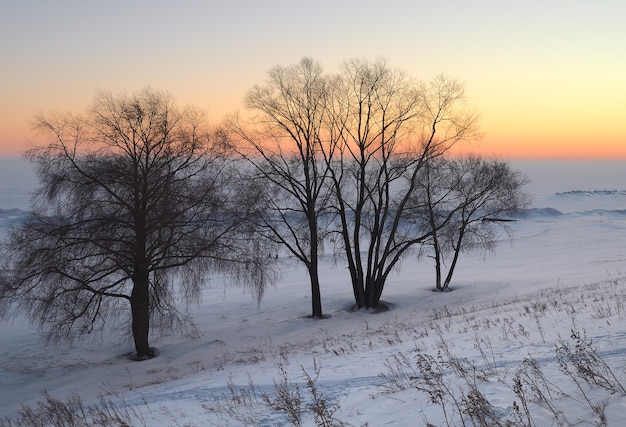 Árvores nuas em uma planície de neve ao pôr do sol