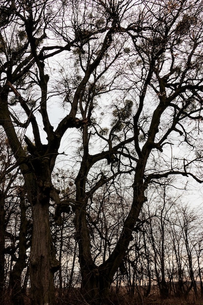 Árvores nuas na floresta com tempo nublado ruim