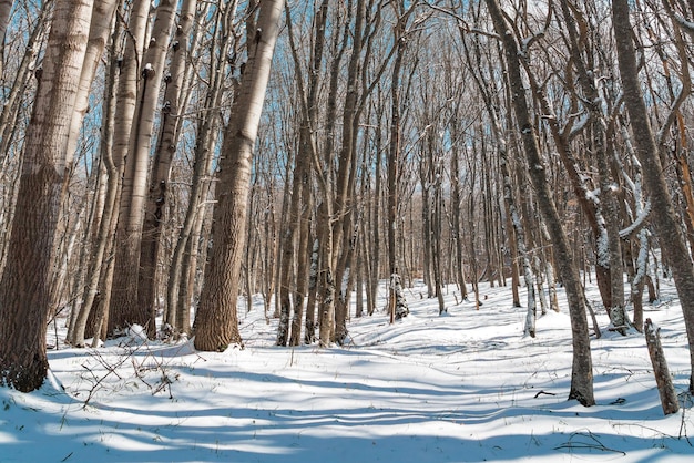 Árvores nuas na floresta de neve de inverno em um dia ensolarado