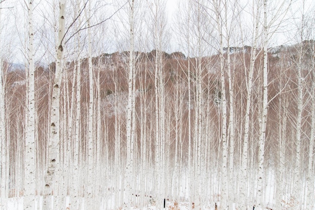 Árvores nuas na floresta durante o inverno